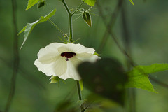 Hibiscus vitifolius